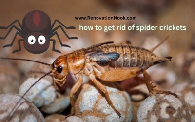 How to get rid of spider crickets