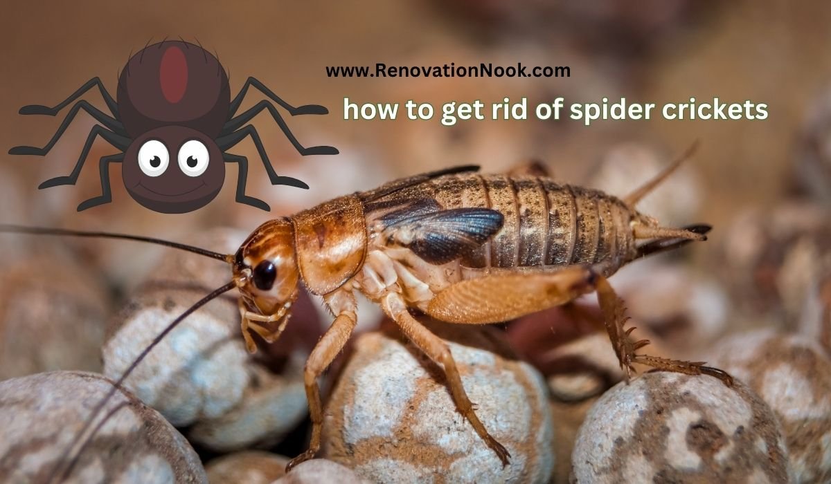 How to get rid of spider crickets