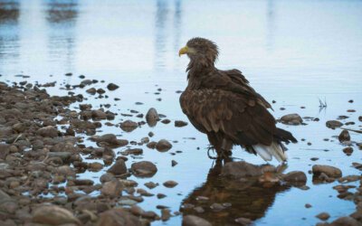 lake elizabeth eagle project