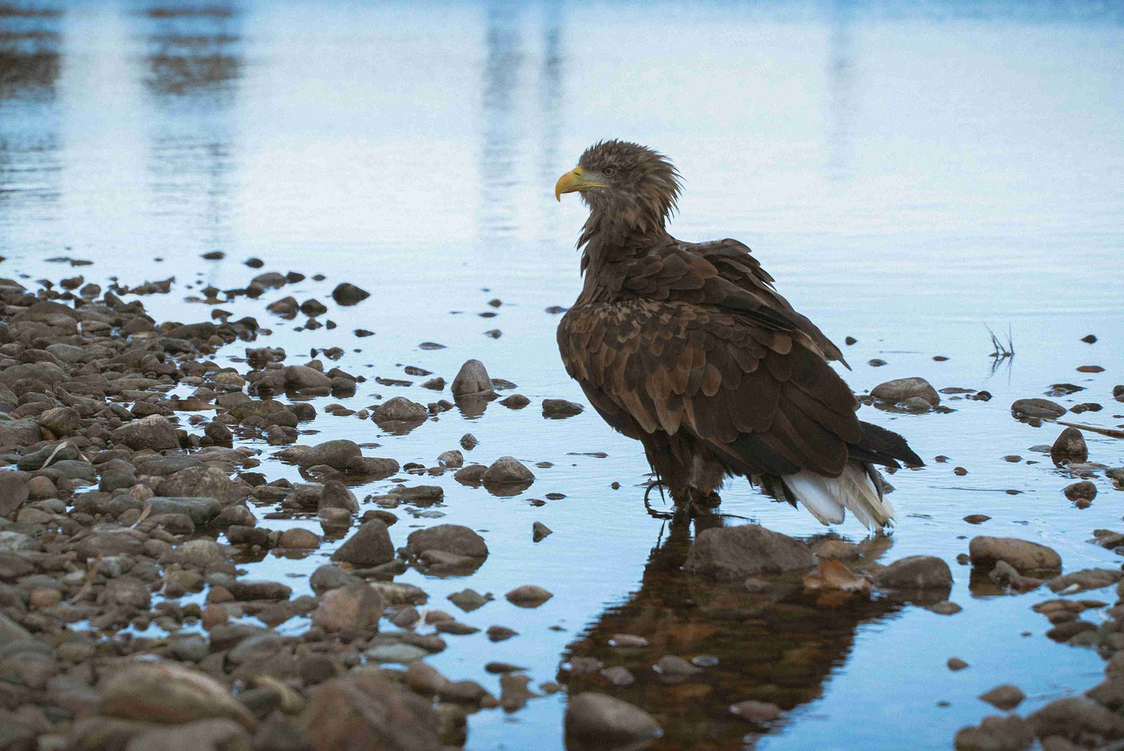 lake elizabeth eagle project