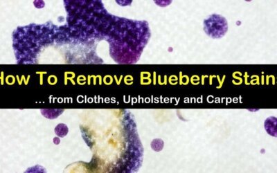 how to remove blueberry stain from carpet