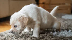 Cleaned carpet now smells like wet dog