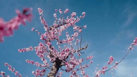 flowering peach tequila sunrise tree